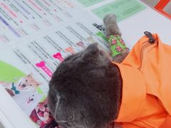 -伟伟宠物医院·瑞派猫友好医院·猫科(光谷店)