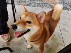 -柴犬高等学院·狗咖·柴犬售卖·宠物训练