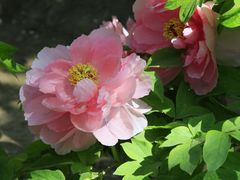 -莲花池公园