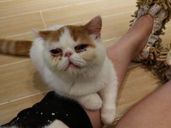 -momokira米努特·德文卷毛猫·棉花面纱犬