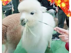 -藦茜花园宠物主题亲子互动体验馆(国顺东路店)