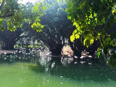 -九龙公园