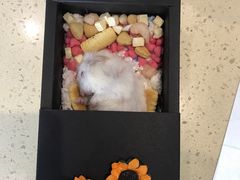 -雨林宠物医院 非犬猫异宠专科