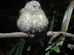 -夜间野生动物园