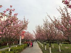 -高东镇樱花园