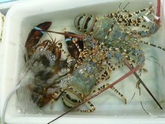 -澳门环岛游湾仔码头