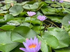 -三亚海棠湾万丽度假酒店