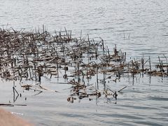 -丁香湖公园