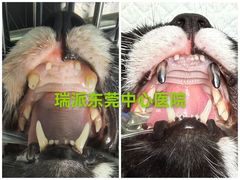 -东莞宠友24H宠物中心医院·转诊夜诊·异宠(新河北路院)