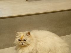 -猫儿山۰猫主题餐厅