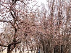 -桃花堤公园