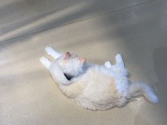 -藏猫猫咖啡主题馆(中央大道店)