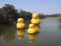 -上海海湾国家森林公园