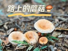 -黄埔油麻山森林公园