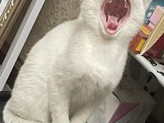 -佳雯宠物医院·皮肤科·内外科(春晓路分院)