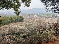 -香雪海
