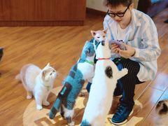 大堂-喵园·猫主题咖啡厅·撸猫·猫咖(国贸店)