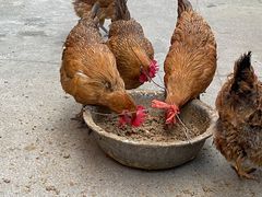 -白沙农贸综合市场