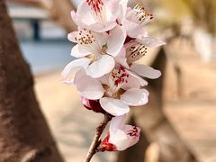 -桃花堤公园