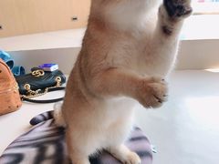 -飞行喵MR PILOT|猫舍·猫咖(静安大融城店)