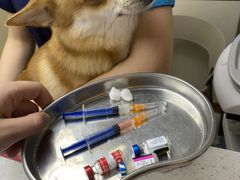 -宠颐生宠物医院·心肾内科·猫专科诊疗中心宠巢店