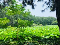 -合肥滨湖国家森林公园