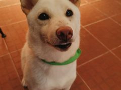 -柴犬高等学院·狗咖·柴犬售卖·宠物训练