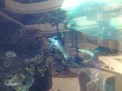 -OPEN開全日自助餐厅·西餐·海鲜(佛山希尔顿酒店)