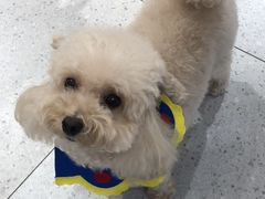 -FAELING PETS美天灵宠物(富力广场店)