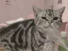 -三花喵·撸猫购宠·宠物生活馆(虹桥南丰城店)