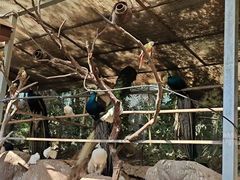 -西双版纳傣族园