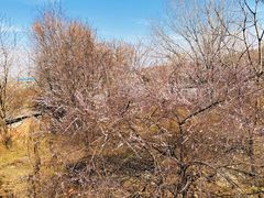 -长安文化生态公园