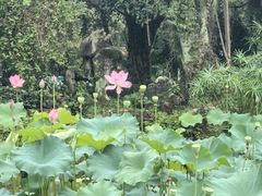 -福建鲤鱼洲酒店