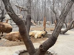 -北京野生动物园