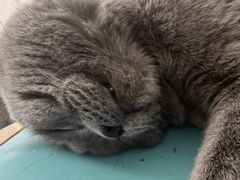 -猫在这儿猫咪咖啡馆·撸猫馆