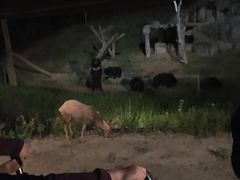 -清迈夜间动物园
