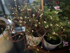 -靓靓蒸虾(中山里店)