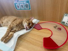 -瑞派长江宠物医院·猫科·外科·24小时夜护(谊城公寓分院)