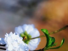 -南国桃园旅游度假区