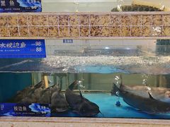 -大河宴·椒麻鱼火锅(米东区店)