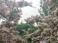 -泰丰公园