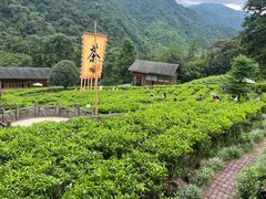 -姑婆山旅游区
