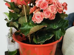 -双季花艺园艺市场(浦东店)