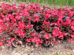 -上海市龙华烈士陵园