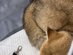 -美联众合动物医院(·中兽医·疑难杂症·严家桥分院)