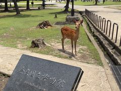-奈良公园