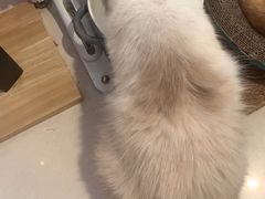 -平行世界·猫咖(首经贸店)