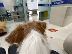 -申普宠物医院·心脏介入·心血管微创(总院)