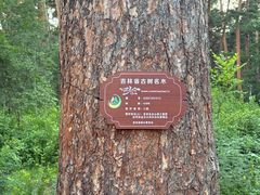-美人松苑