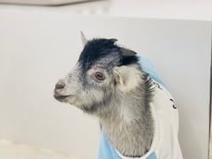 -怪兽屋·羊驼·猫咖·狗咖(俊华广场店)